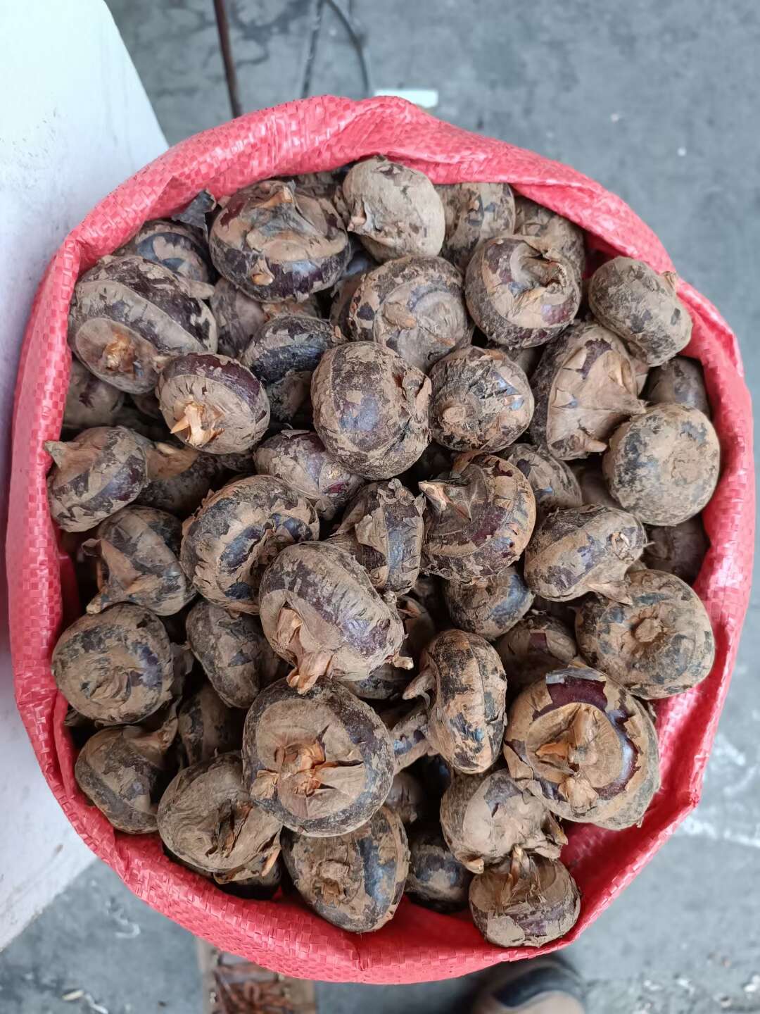 枝江市精品马蹄，荸荠，现挖现发，提供水洗，承接各大平台市场电商