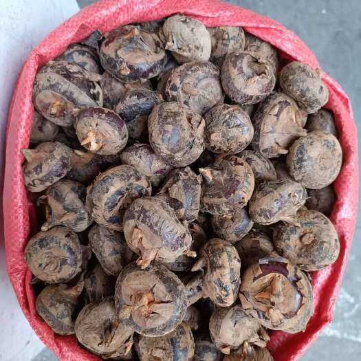 枝江市精品马蹄，荸荠，现挖现发，提供水洗，承接各大平台市场电商