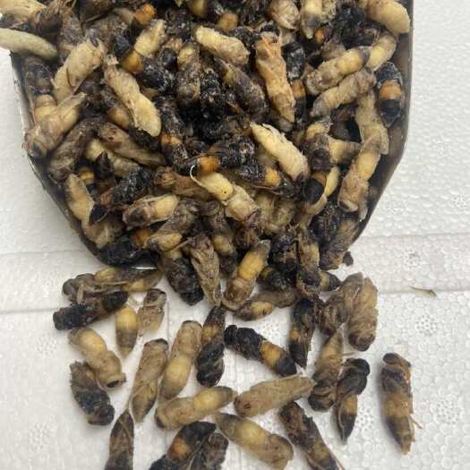 广州树蜂4级蛹，带小黄，小蜂蛹4级，黑无翅，七里黄脚小黄腰4级蜂