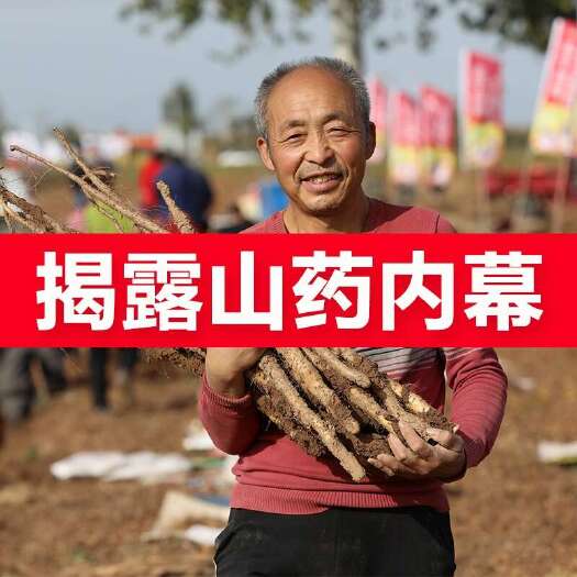 焦作一件代发温县垆土铁棍山药河南焦作温县怀山药淮山药正宗新鲜批发