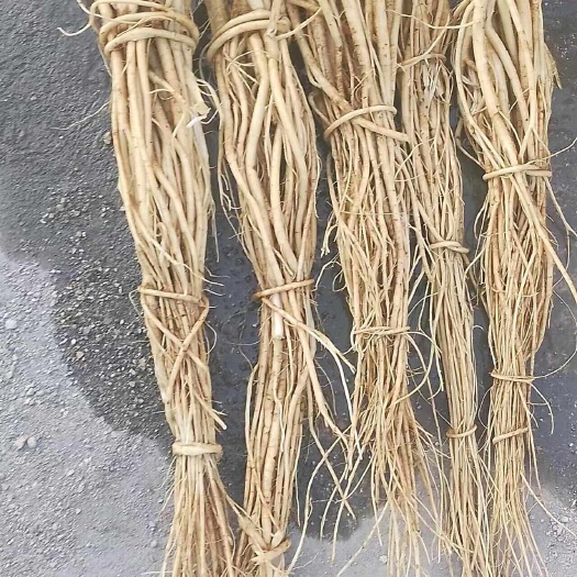 石参根