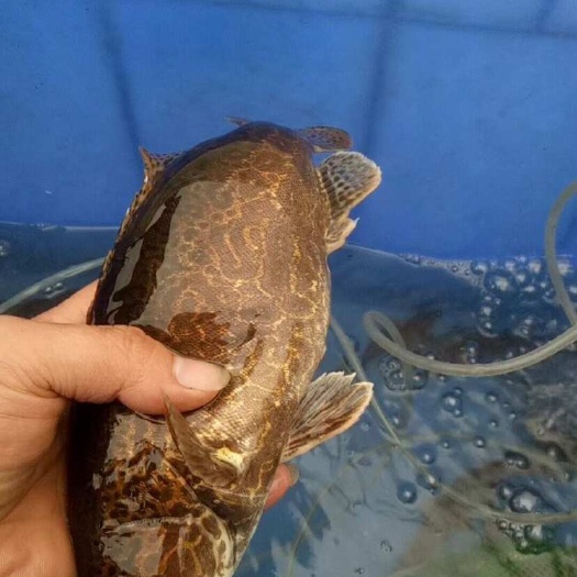 韶关老虎鳜鱼