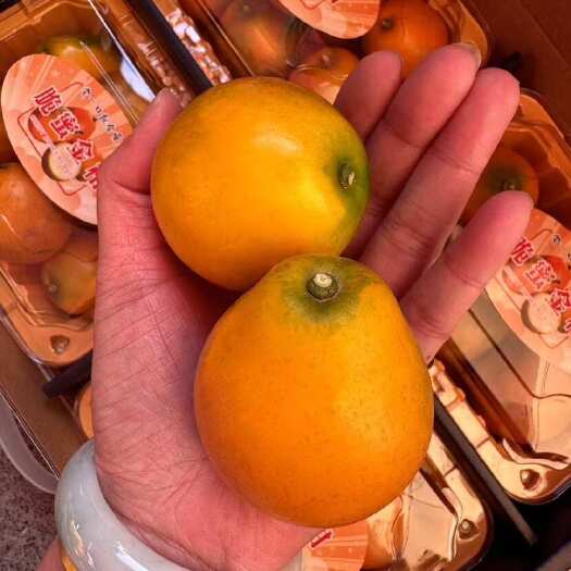 融安县广西融安脆蜜金桔，自家收购