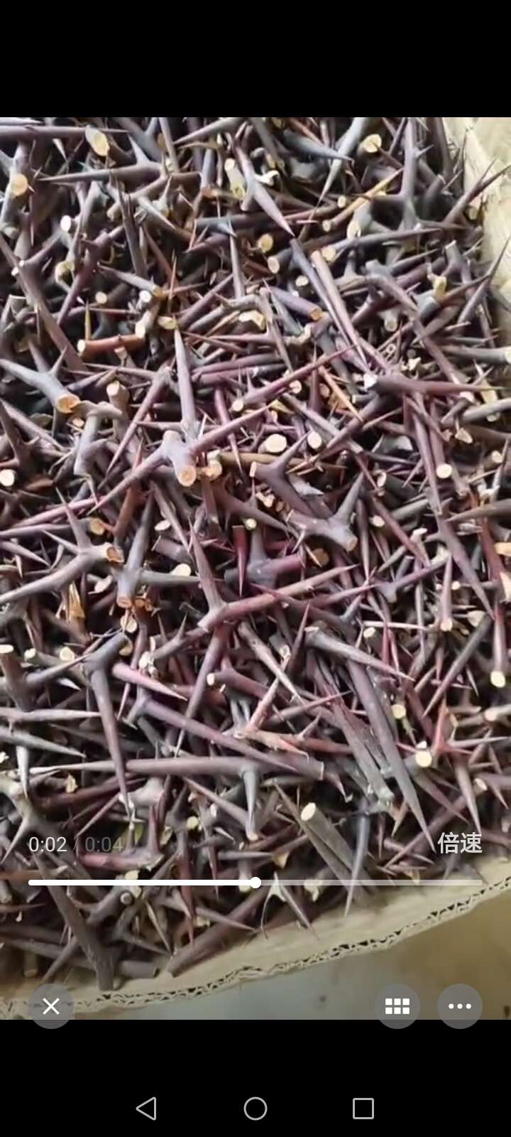 今年的红色新刺