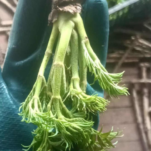 刺老芽新鲜上市 吉林长春直发货  保障餐桌新鲜安全