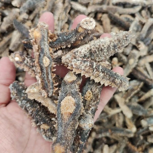广州二级印尼刺王参 肉质好 泡发率高