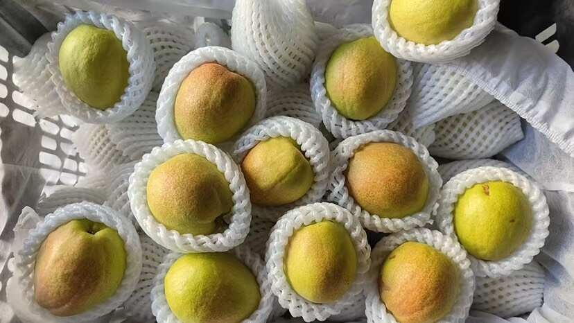 新疆库尔勒香梨