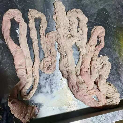 纯干大肠