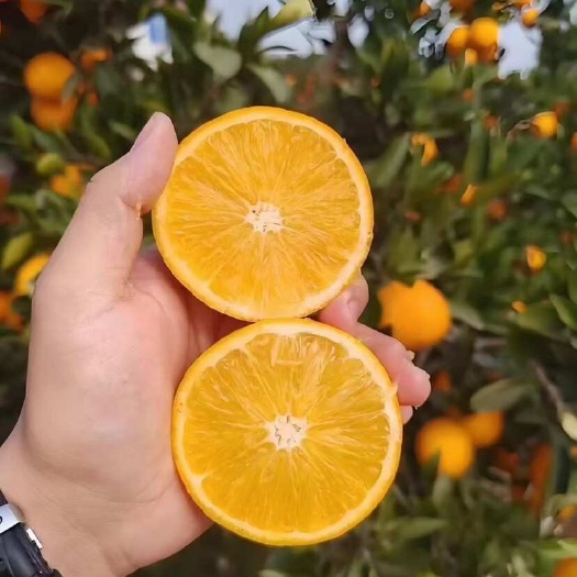 椪柑  耙耙柑 爱媛  脐橙