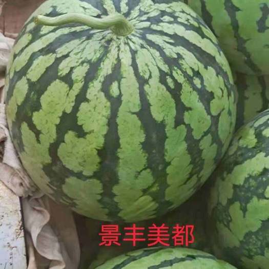南阳美都西瓜种子 景丰美都 金刚美都西瓜种子
