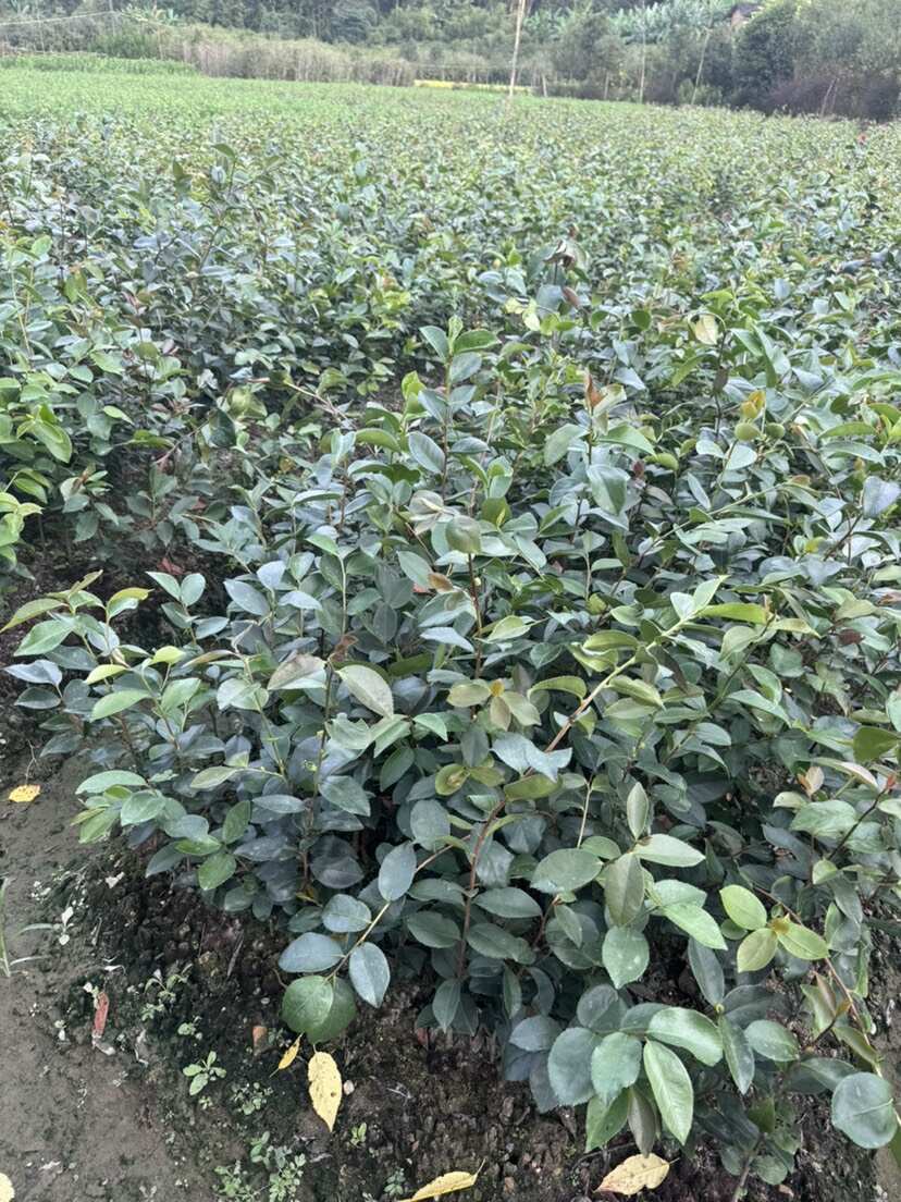 油茶苗