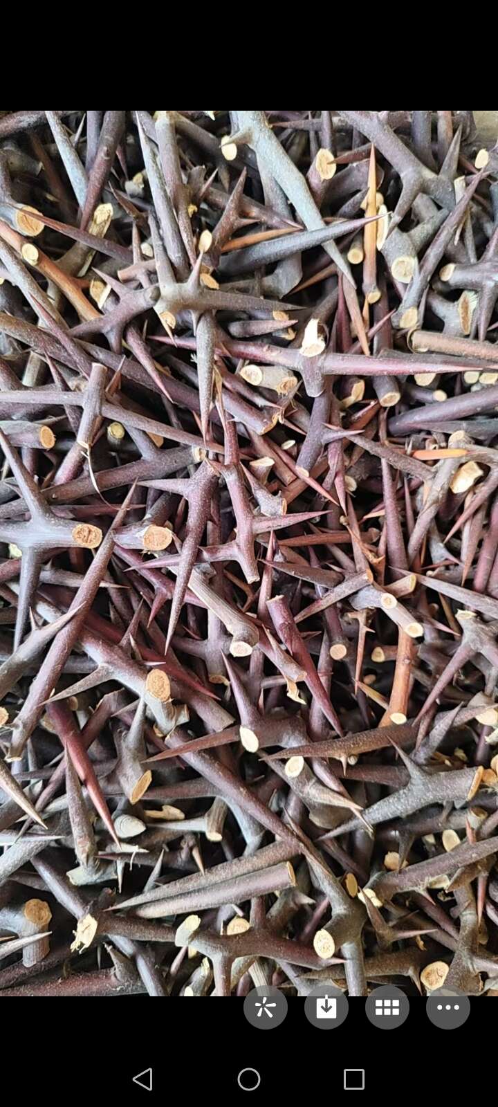 今年的红色新刺