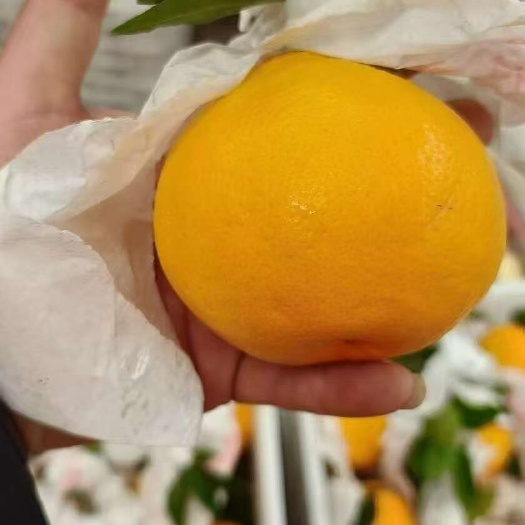 资阳春见耙耙柑高次果果园直发纯甜多汁