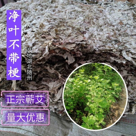 艾叶批发纯正品大叶艾蕲艾干艾草原产地打艾绒做艾柱薰蒸洗护