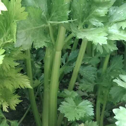 濮阳县大量芹菜出售有需要的朋友咨询