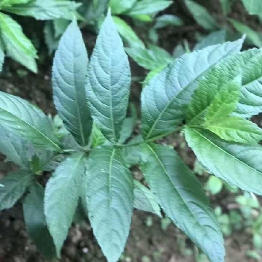 南平毛药花种苗