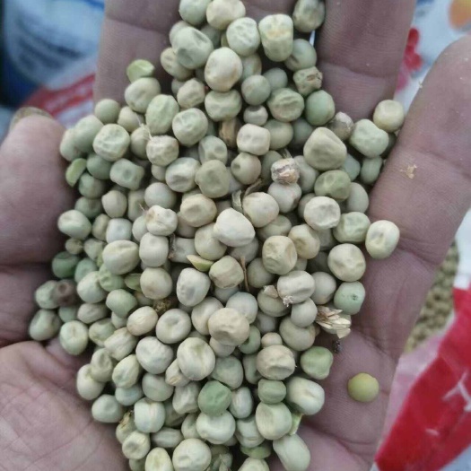 干豌豆常年供应批发零售