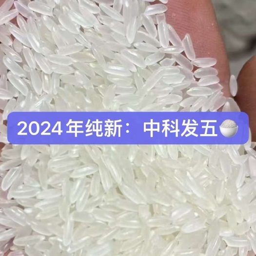 深圳中科发五大米香米 一等粳米 新鲜香米