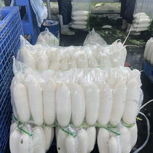 沙洋县精品白萝卜原产基地