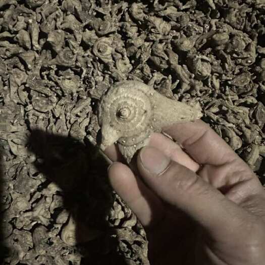 灵川县正宗紫花三叉白芨，纯干货，品质好无硫自然烘干。一吨货。
