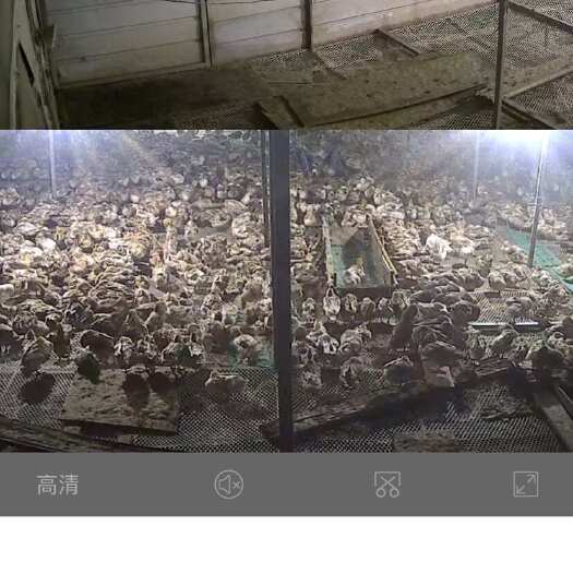 沅江市急需处理两千六百多只水鸭  蛋鸭 白羽金锭鸭  一百多天了