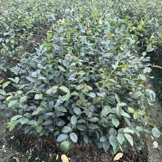 漳平市油茶苗