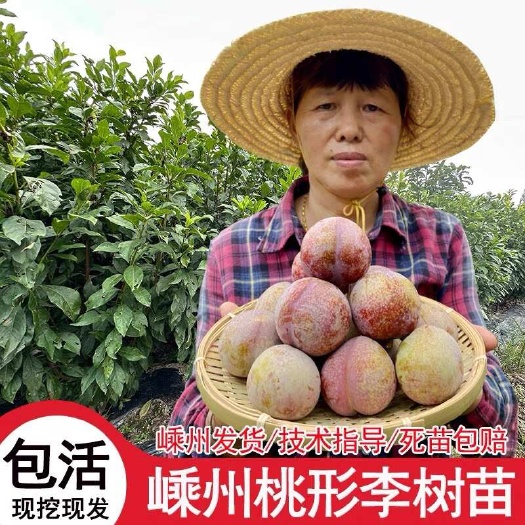 嵊州市嵊州桃形李苗  浙江嵊州原产地桃形李嫁接苗可实地考察技术指导