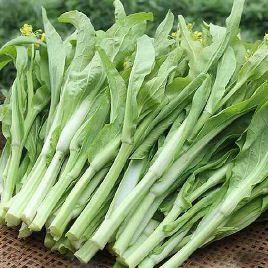 营山县白菜苔