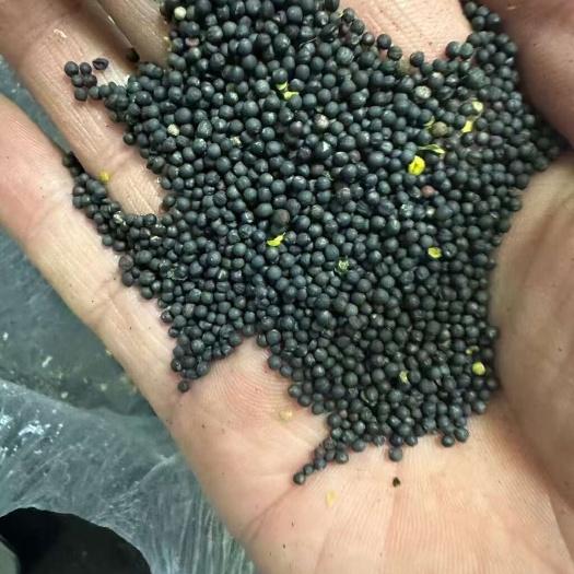 新疆黑美人菜籽