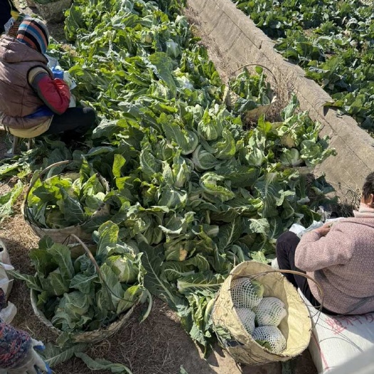 上海菜花实花