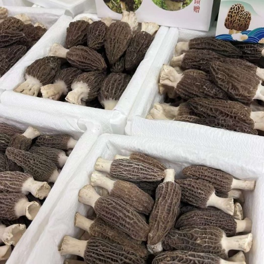 云南新鲜羊肚菌现摘直发顺丰空运要大货可以联系价格可以谈