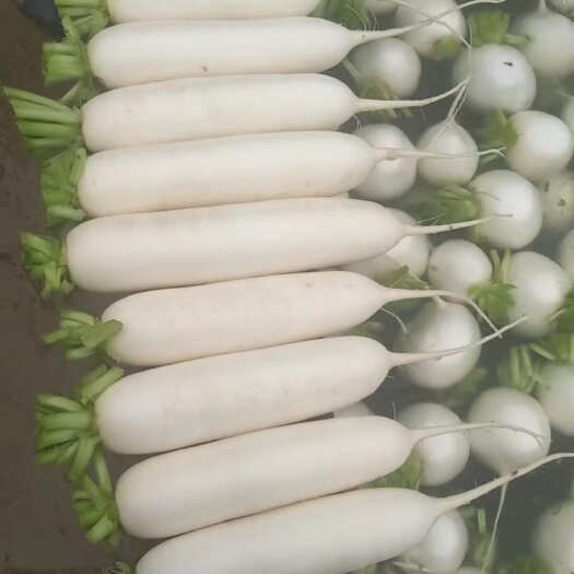 推荐白萝卜 产地直销 量大从优