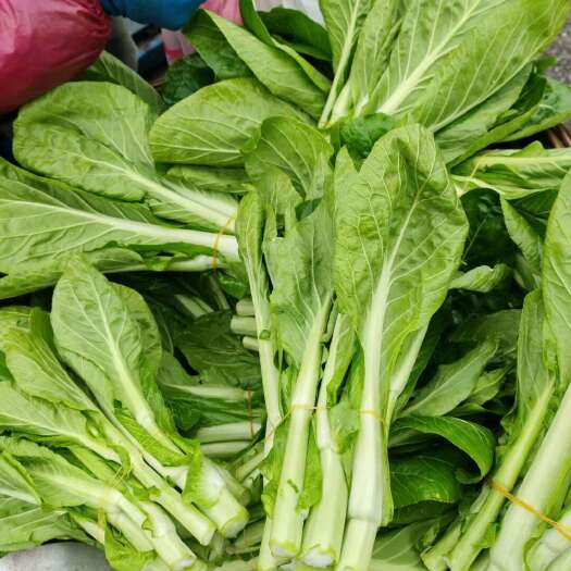 营山县白菜苔