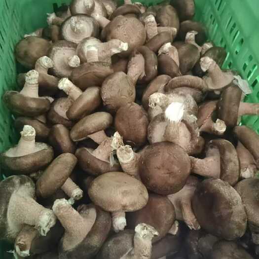 阜平县水菇质量好，欢迎咨询