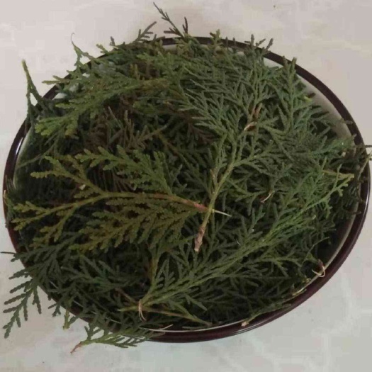安阳网红新鲜采柏叶熏香熏肉护发柏树叶