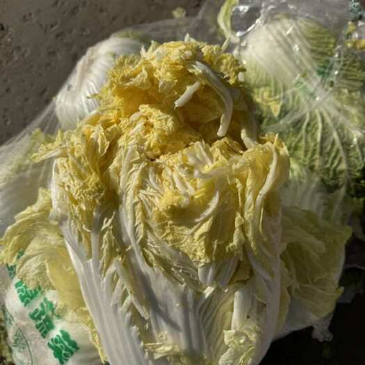 邯郸黄玲珑 大白菜 冬季必备