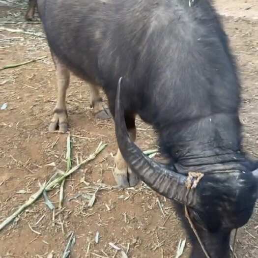 连平县自家散养水牛