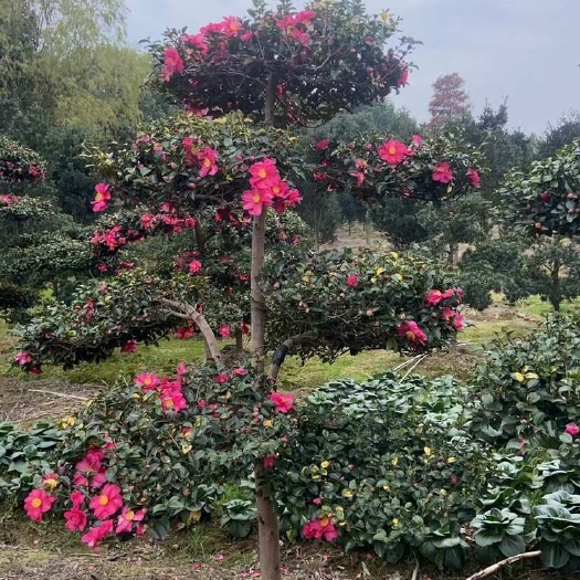 嵊州市造型茶梅树