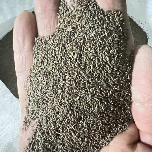 贺兰县沙蒿籽