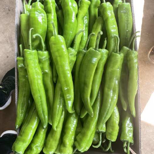 【精品】湛江鲜辣椒，黄皮尖椒，牛角椒，产地一手货源，量大质优