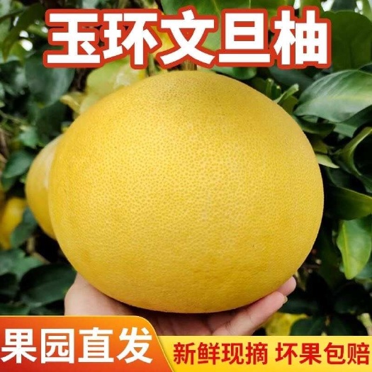浙江玉环薄皮大果文旦柚新鲜应季当季大又甜白心文旦柚子整箱包邮