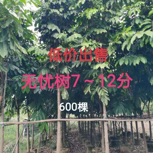 无忧树7～12分低价出售中