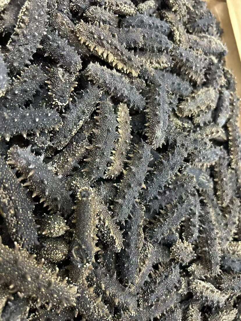 大连海参 纯无盐好货