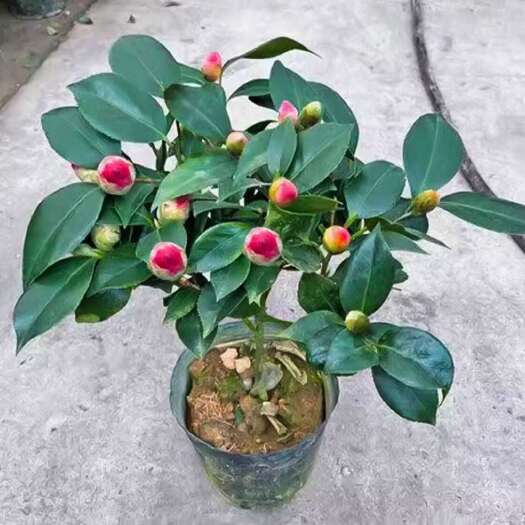 香妃茶花树苗盆栽带五色赤丹植物好养山茶花苗四季开花冬季