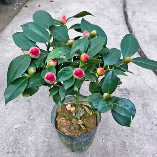 沭阳县香妃茶花树苗盆栽带五色赤丹植物好养山茶花苗四季开花冬季