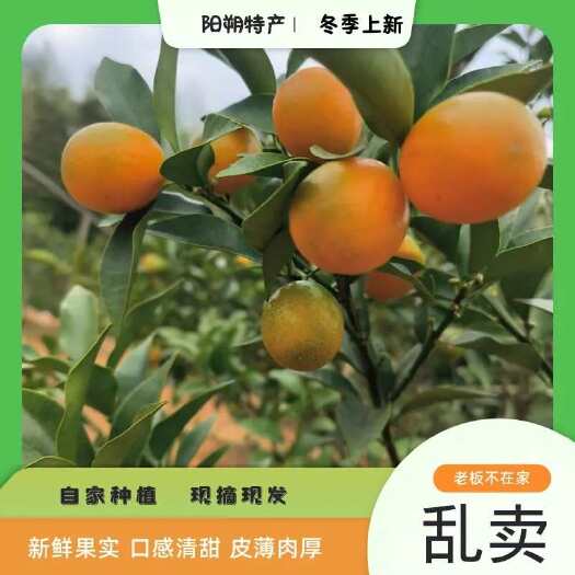 桂林油皮金桔