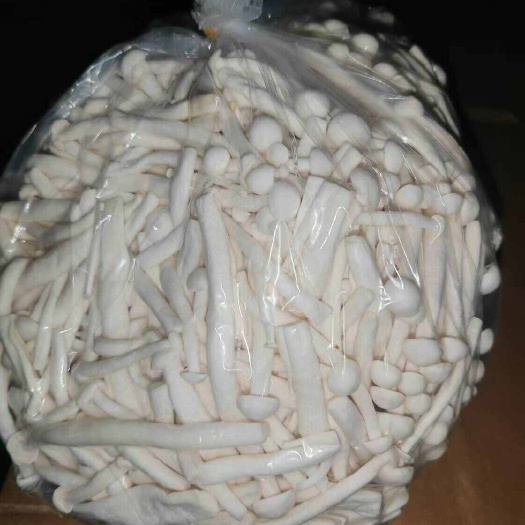 沭阳县海鲜菇