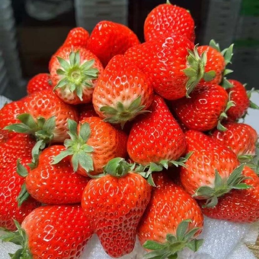庄河草莓，专业草莓20年，实实在在，双赢