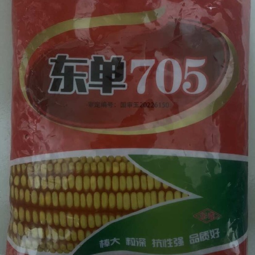 聊城东单705比1331更好，1331升级版玉米种高产高抗矮杆
