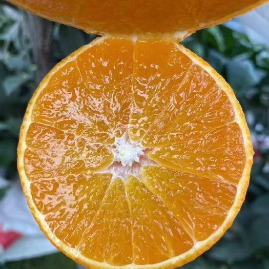 爱媛果冻橙，耙耙柑